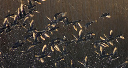 Зеленоглави патици