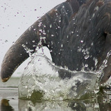 Сива чапла лови риба