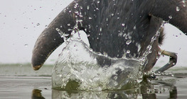 Сива чапла лови риба