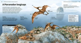Птеранодон лонгицепс