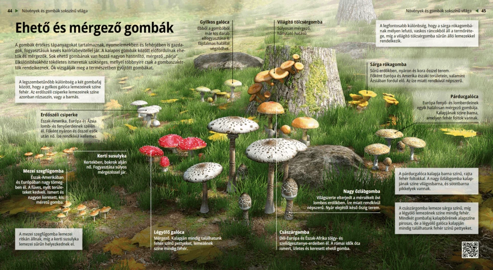 Ядливи и отровни гъби