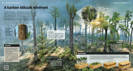 Растенията през карбон
