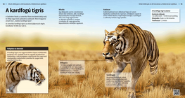 Саблезъб тигър