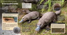 Птицечовка