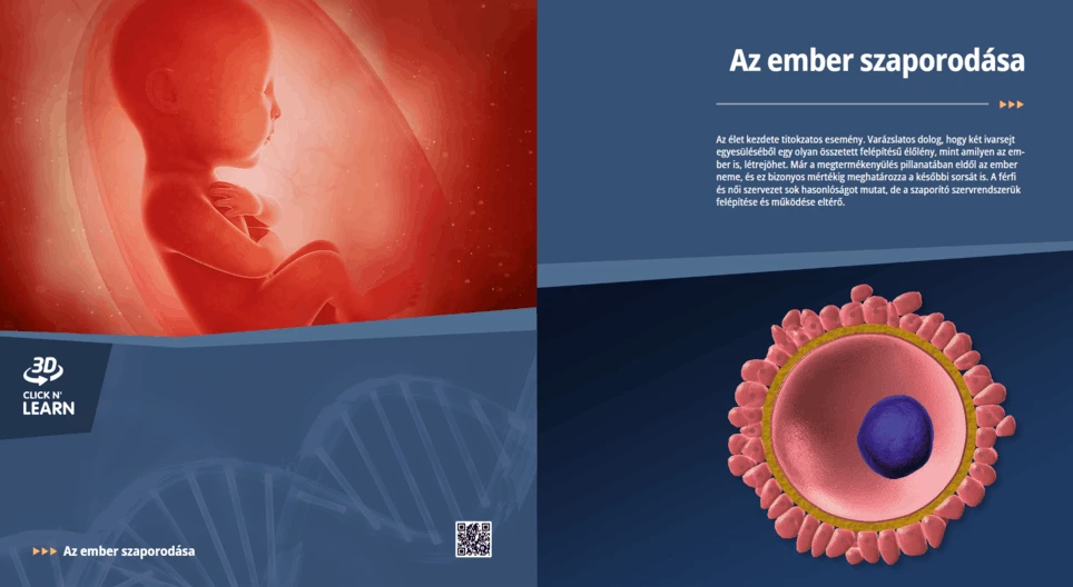 Размножаването при човека