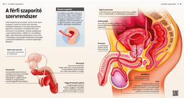 Мъжка полова система