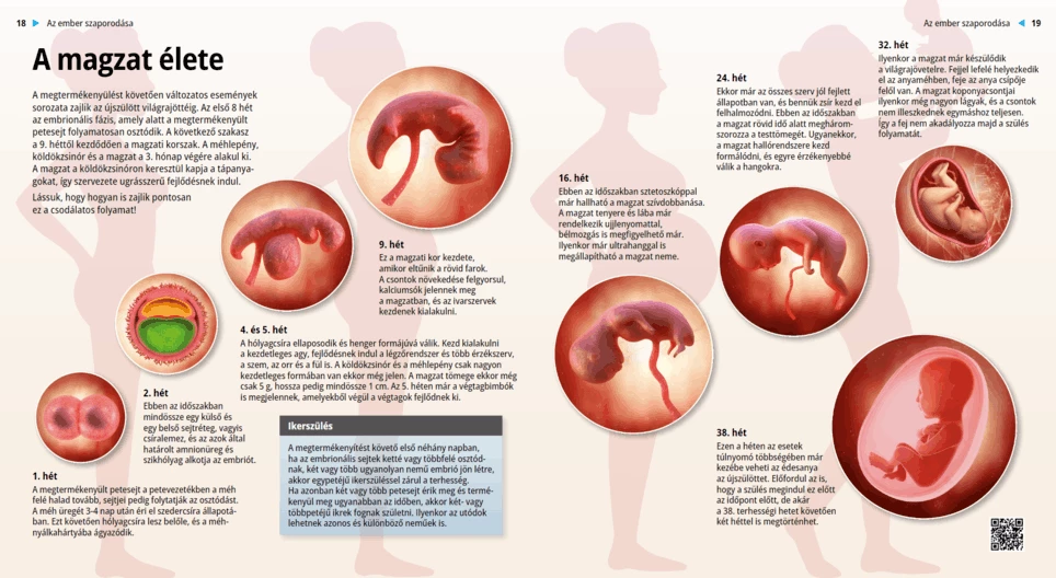 Животът на плода