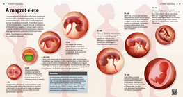 Животът на плода