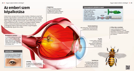 Механизъм на зрението