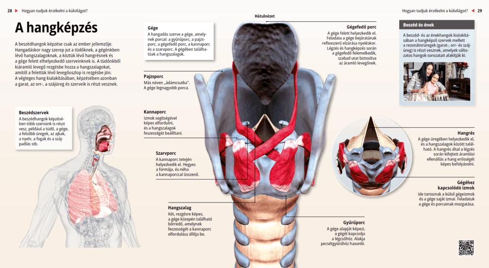 Образуване на звук