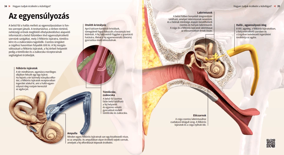 Равновесие
