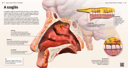 Механизъм на обонянието