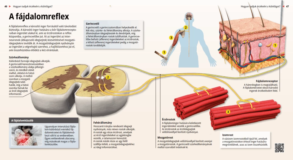 Рефлекс на отдръпване при болка