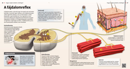 Рефлекс на отдръпване при болка