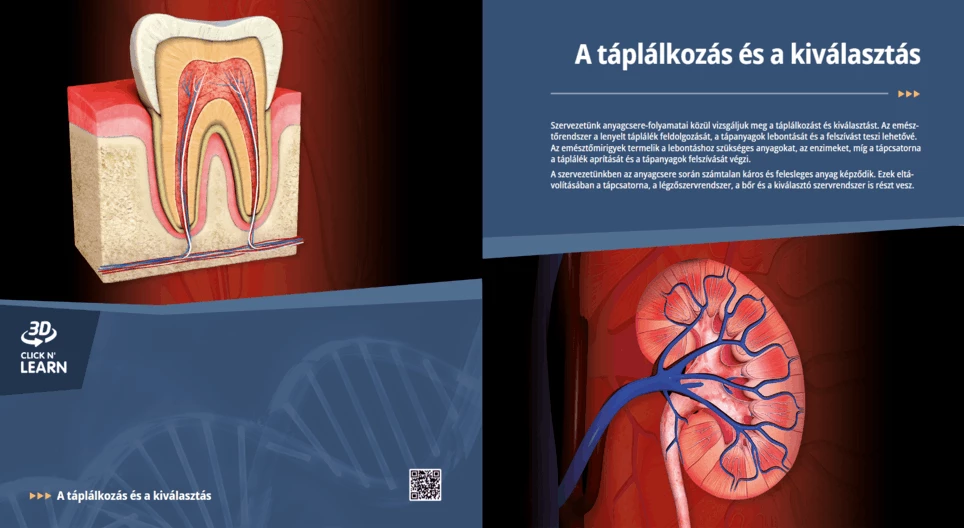 Хранене и отделяне