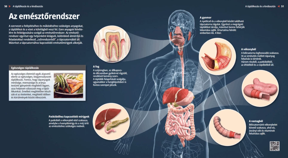 Храносмилателна система
