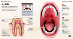 Дъвчене със зъби