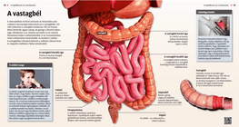 Дебело черво