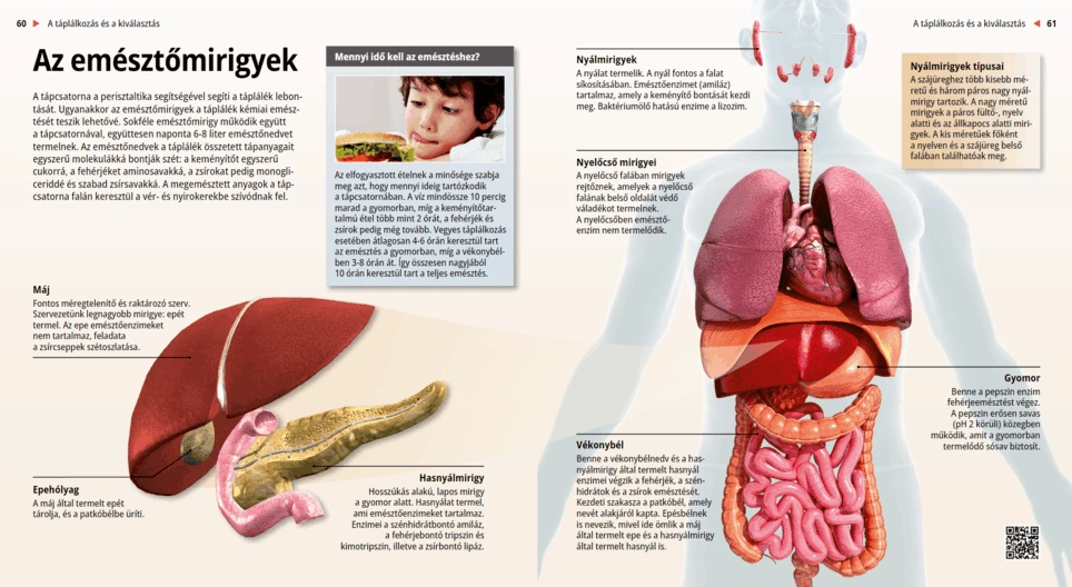 Храносмилателни жлези