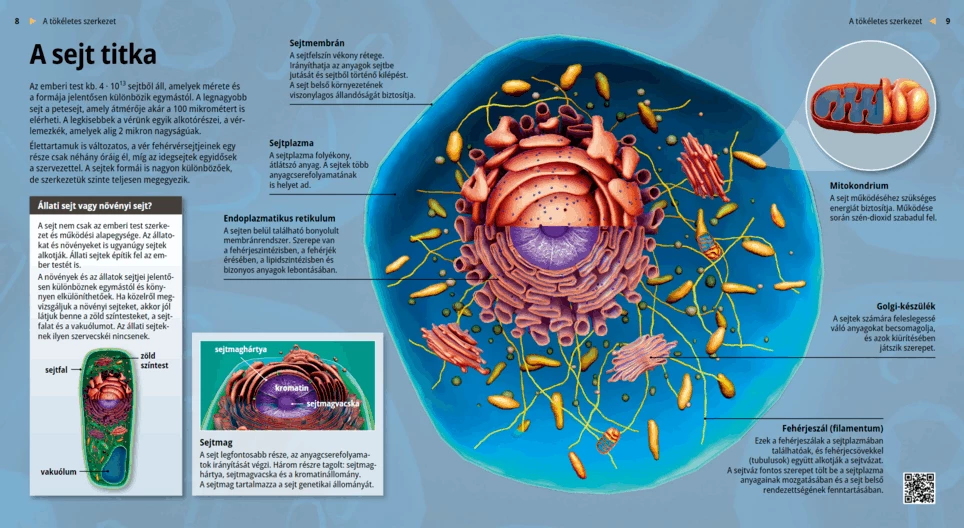 Тайната на клетката