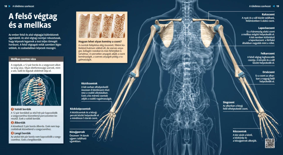 Горни крайници и гръден кош