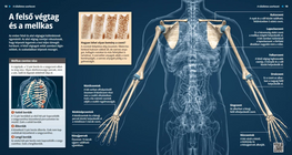Горни крайници и гръден кош