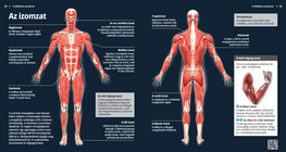 Мускулатура