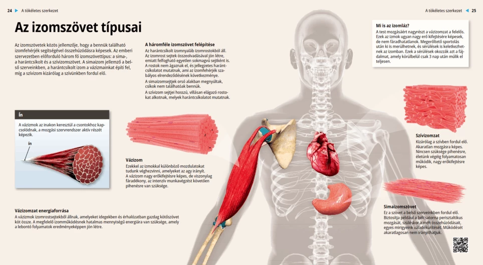 Видове мускулна тъкан