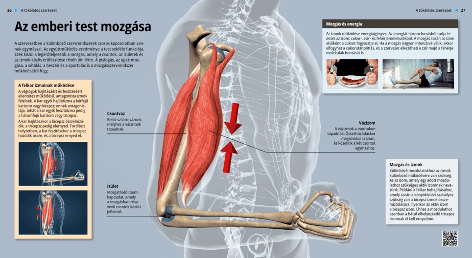Движение на човешкото тяло