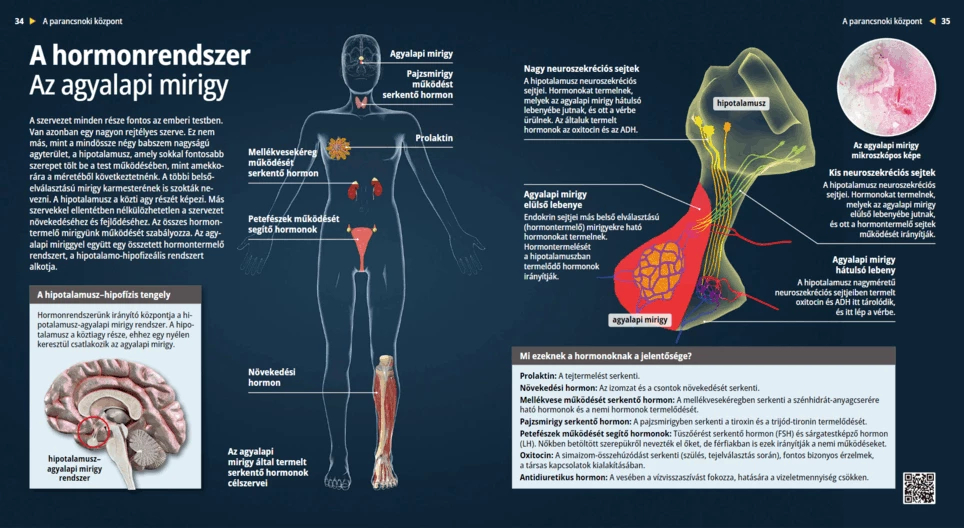 Ендокринна система – Хипофизна жлеза
