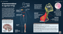 Ендокринна система – Хипофизна жлеза