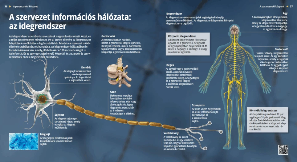 Информационната мрежа на организма – нервната система