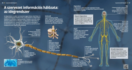 Информационната мрежа на организма – нервната система
