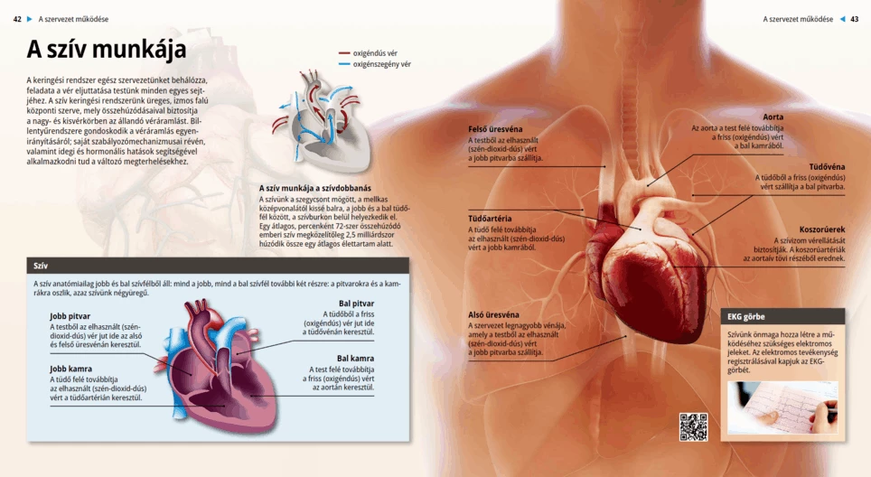 Работа на сърцето