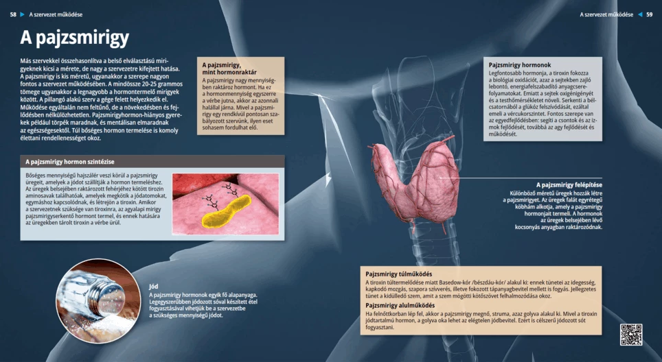 Щитовидна жлеза