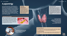 Щитовидна жлеза