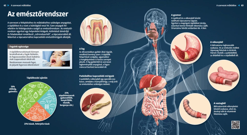 Храносмилателна система