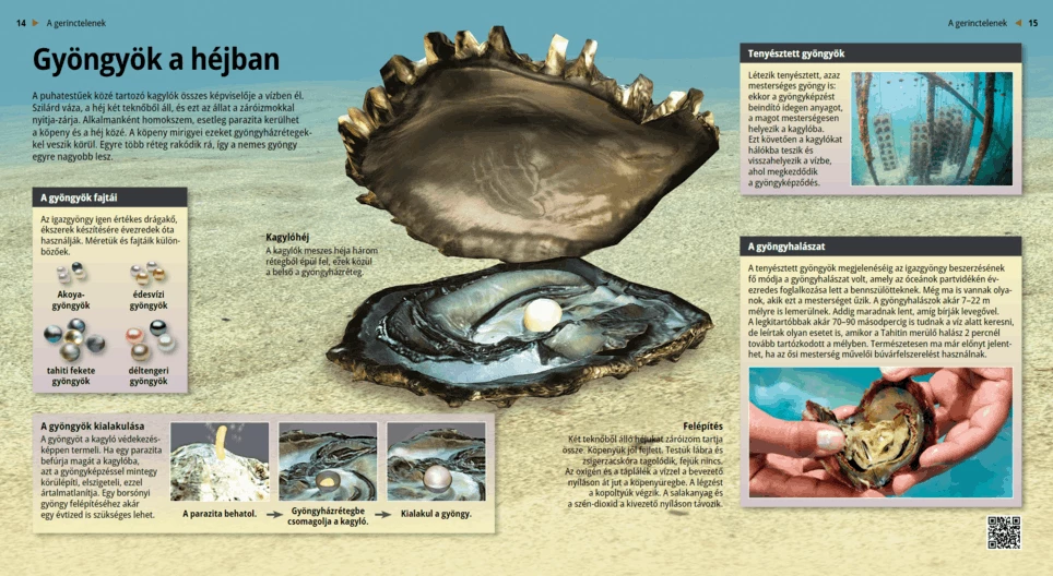 Перлите: мъниста в черупката