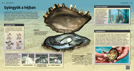 Перлите: мъниста в черупката