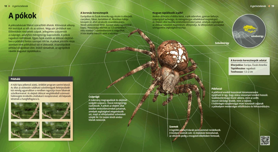 Паяците: зловещи създания