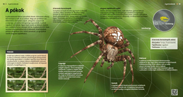 Паяците: зловещи създания