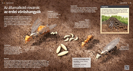 Червените горски мравки: организираната армия