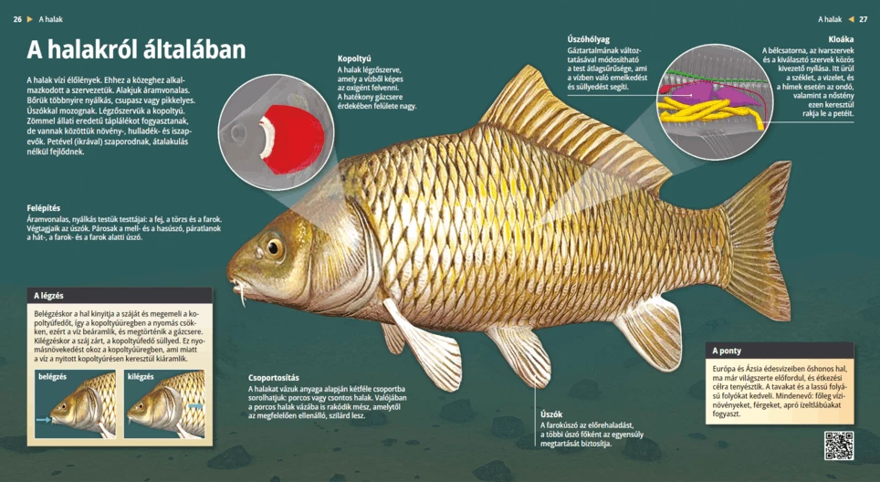 Рибите: разнообразие във водата