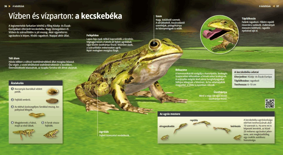 Зелената водна жаба: във водата и на брега