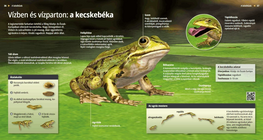 Зелената водна жаба: във водата и на брега