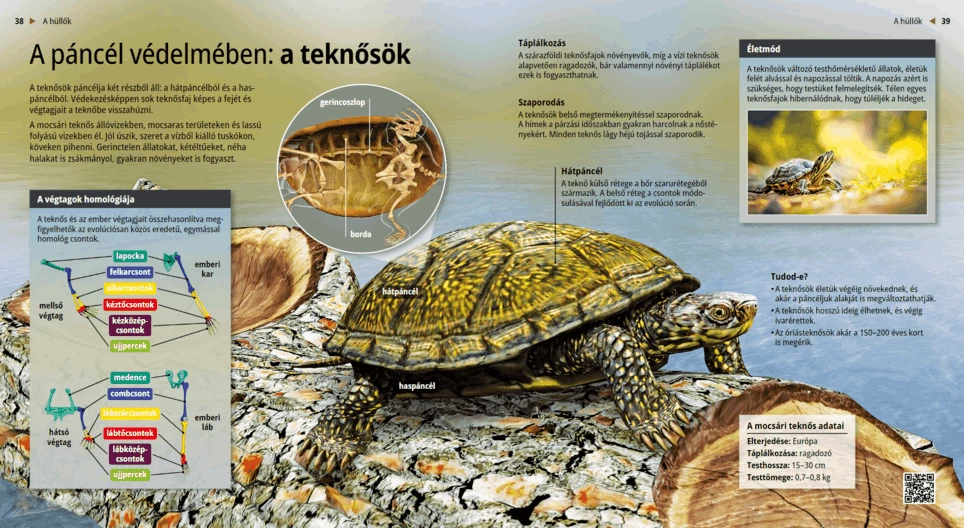 Костенурките: под бронята