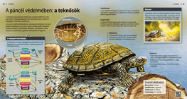 Костенурките: под бронята