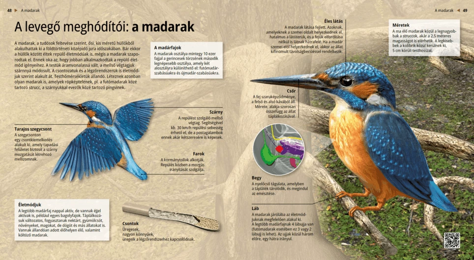 Птиците: покорители на въздуха