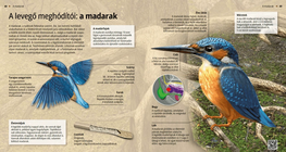 Птиците: покорители на въздуха