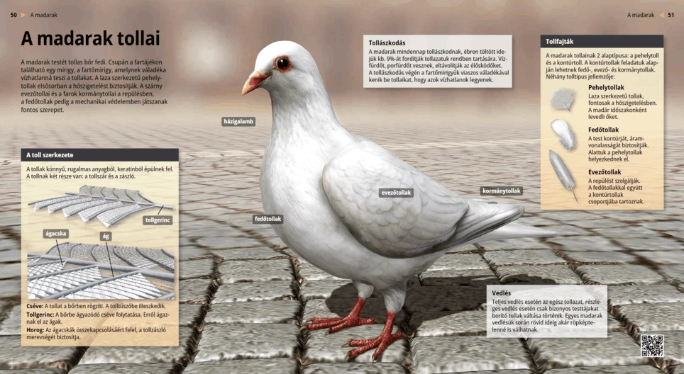 Перата на птиците